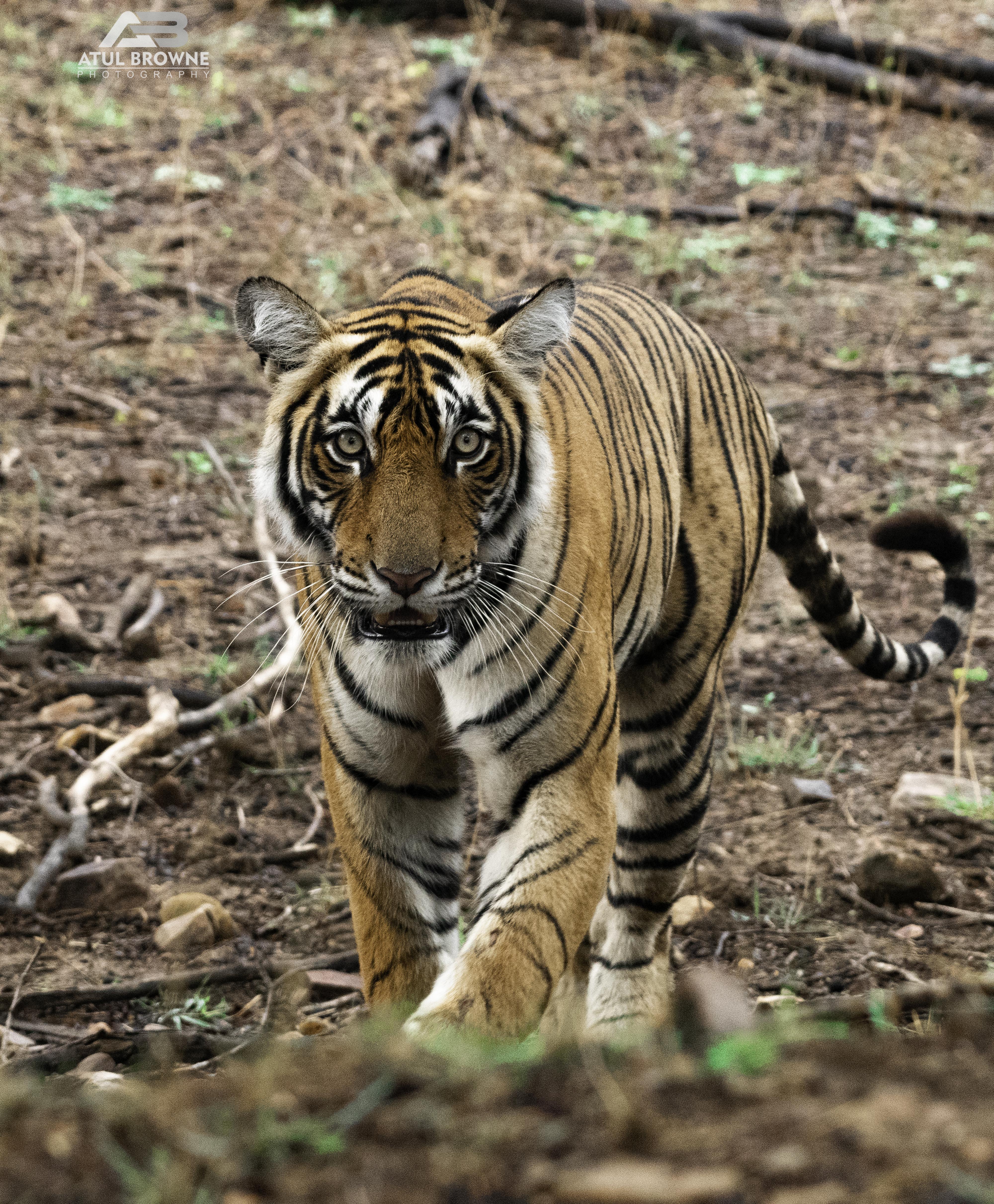 Ranthambore Tiger Reserve 02nights/03days (Ex. Sawai Madhopur)